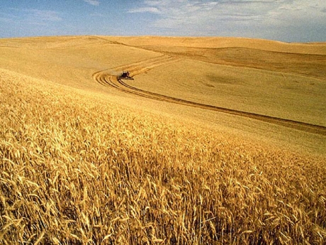 Wheat Harvest