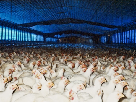Broilers