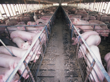Hogs in Barn